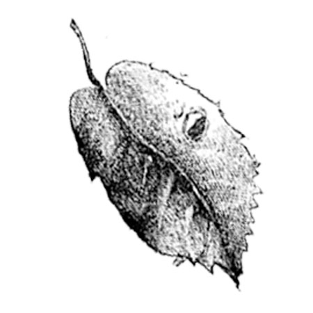 #2356 - Leaf - Nature